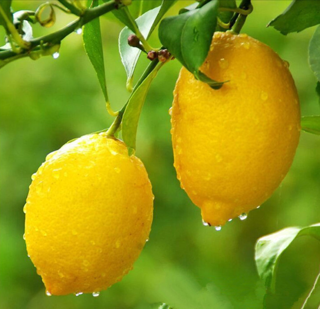 limon ot geportonii