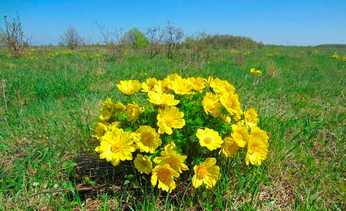 adonis vesenii